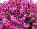 Erica Carnea Myretoun Ruby