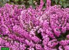 Vis produktside for: Erica Carnea Rosalie