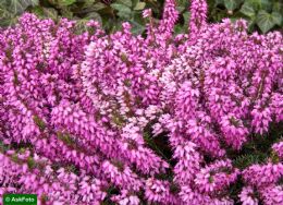 Erica Carnea Rosalie