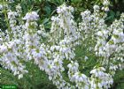 Vis produktside for: Erica Cinerea Alba Major