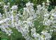 Erica Cinerea Alba Major