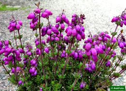 Erica Cinerea Katinka