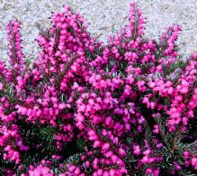 Erica X Darleyensis Kramer´s Rote 