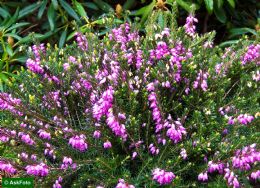 Erica X Darleyensis Spring Surprise