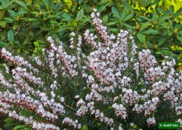 Erica X Darleyensis White Spring Surprise