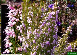 Erica x Oldenburgensis Ammerland