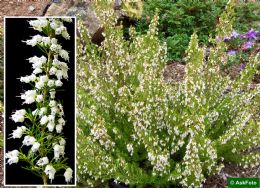 Erica x Oldenburgensis Oldenburg