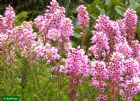 Vis produktside for: Erica Spiculifolia Balkan Rose 
