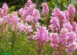 Erica Spiculifolia Balkan Rose 