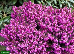 Erica Carnea Rosantha