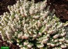 Vis produktside for: Erica Carnea Schneekuppe