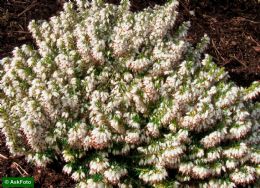 Erica Carnea Schneekuppe