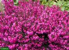 Vis produktside for: Erica Carnea Tanja