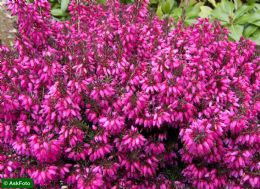 Erica Carnea Tanja