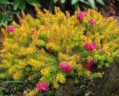 Erica Carnea Whisky