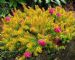 Erica Carnea Whisky