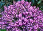 Vis produktside for: Erica Carnea Winter Beauty