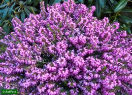 Erica Carnea Winter Beauty