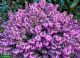 Erica Carnea Winter Beauty