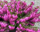 Vis produktside for: Erica Carnea Winterfreude