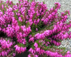 Erica Carnea Winterfreude