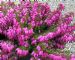 Erica Carnea Winterfreude