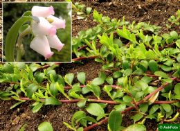 Arctostaphylos uva-ursi