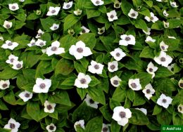 Cornus Canadensis