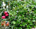 Vis produktside for: Gaultheria Procumbens 