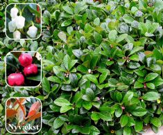 Gaultheria Procumbens 