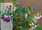 Vis produktside for: Gaultheria X Wisleyensis Wisley Pearl  