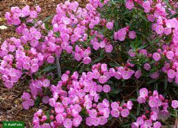 Kalmia Polifolia Newfoundland