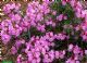 Kalmia Polifolia Newfoundland