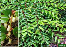 Leucothoe Keiskei
