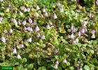 Vis produktside for: Linnaea Borealis