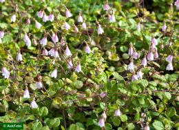 Linnaea Borealis