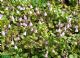 Linnaea Borealis