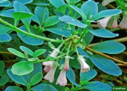 Menziesia Multiflora V. Yakushimense Nana 