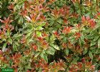 Vis produktside for: Pieris Japonica Little Heath