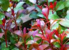 Vis produktside for: Pieris Japonica Little Heath Green