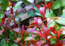 Pieris Japonica Little Heath Green