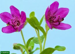 Rhododendron Camtschaticum almindelig form