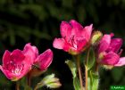 Vis produktside for: Rhododendron Camtschaticum rød form