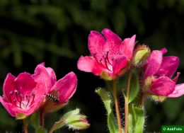 Rhododendron Camtschaticum rød form