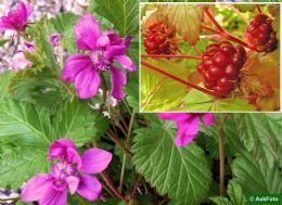 Rubus X Stellarcticus Anna