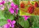 Rubus X Stellarcticus Anna
