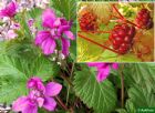 Vis produktside for: Rubus X Stellarcticus Beata