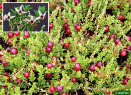 Vaccinium Macrocarpon Howers