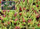 Vaccinium Macrocarpon Howers