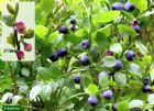 Vis produktside for: Vaccinium Myrtillus 